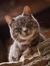Gato Pardo