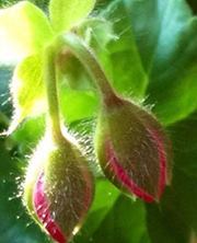 Karen Melanson boyle