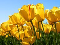 عبدالمحسن العبدالكريم