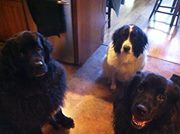 Vicky Harris-ragland