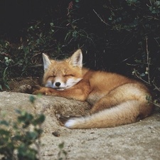 Fox