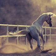 كايد الشرقي