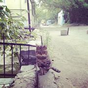 Парвиз Сулейманлы