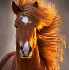 أمنية المصري