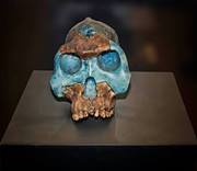 অর্ক আহমেদ