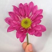 Ving Deleon-deocampo