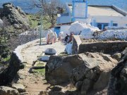 محمد الامين