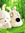Thanh