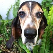 Margueritte Cullinan