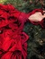Lady Scarlett