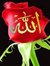 Islam Noor
