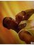 Tyrel C...
