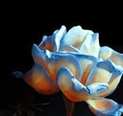 Fløwer Œlebråtør