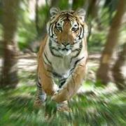 Sameer Aggarwal