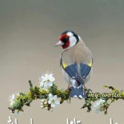 زهرة اللوتس