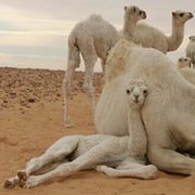 وليد العتيبي