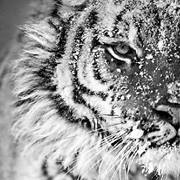 Abderrahmen Gharsallah