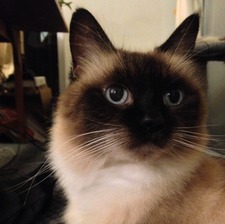 Di Gan