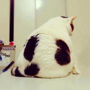 Charndech Mongkornkaew