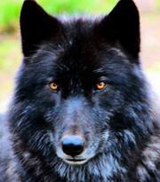 Cheryl Crane goldsmith