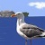 Jonathan Seagull