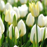 علي عبد المقصود