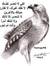 صقر الق...