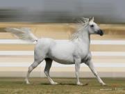 عبدالمجيد الصاعدي