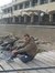 Radwan ...