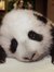 See Ming