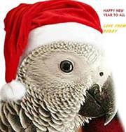 Bobby Parrot