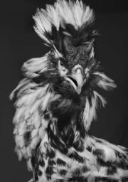 Rooster Levesque