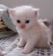 ตรีศุลพร ขันนาก