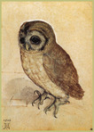 Matteo