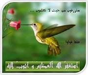 صمتي لغتي
