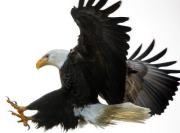 Bondservant Patrique