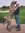 Wolfhound | 5 comments