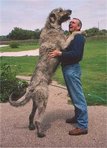 Wolfhound