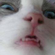 Vulcan Valkoinen prrzargchs