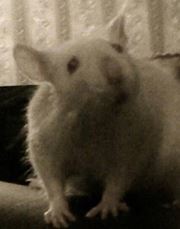 Frances Gallery-moss