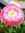 ♥rainbowfeesh♥