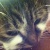 Antonia