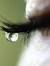 Irfan A...