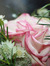 Eithne