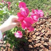 Àmâł Ãbødāggå