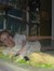 JoAnn77PL