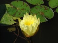 Татьяна Коваленко