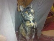 هومو اريكتوس