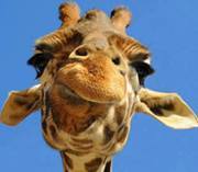 Анелия Иванова