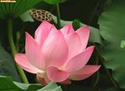 Nguyễn Cương